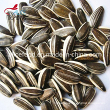 Bigger Size China Produced Sunflower Seeds